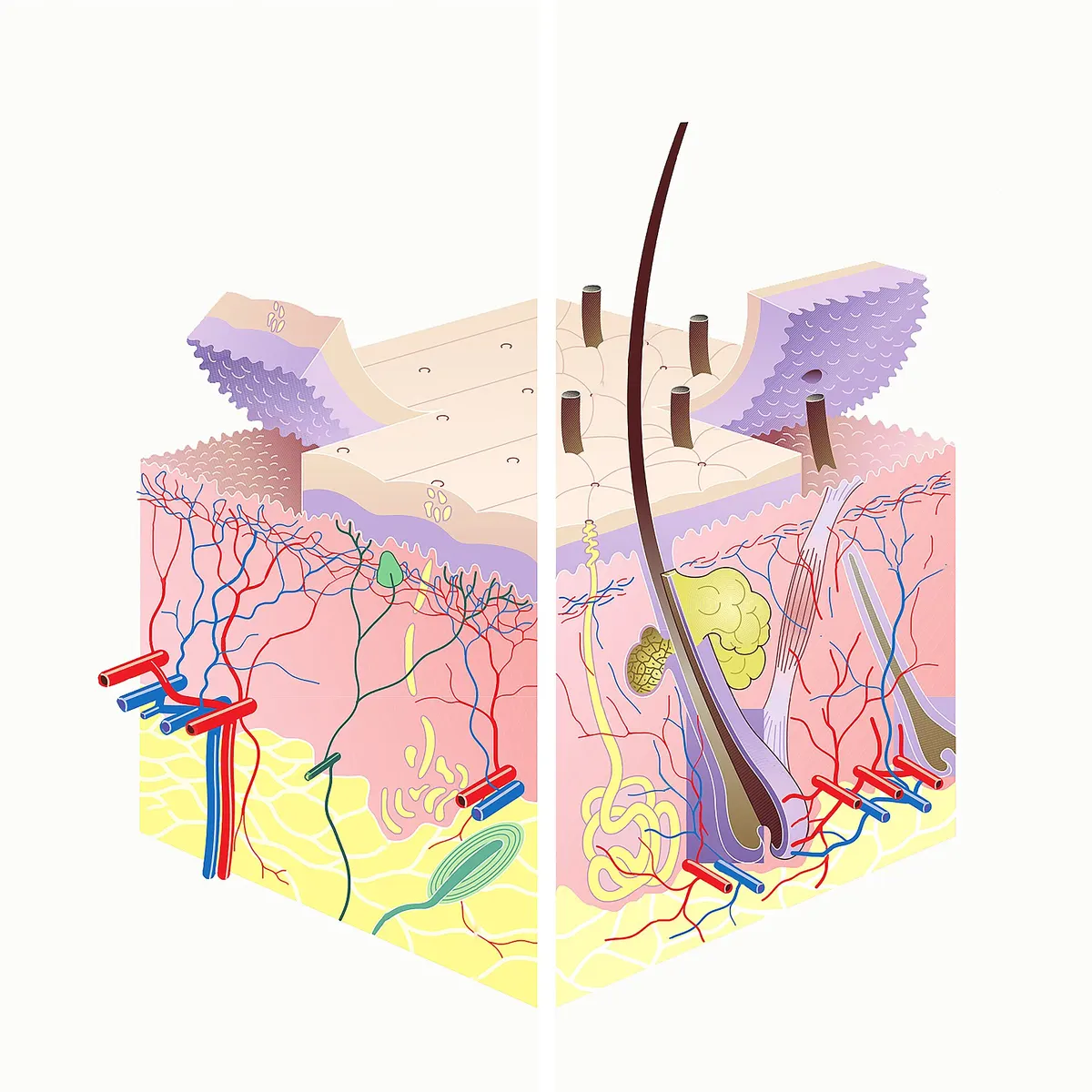 Diagram of the layers of human skin in cross-section